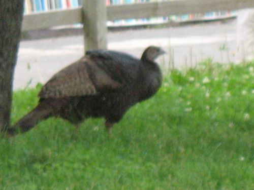 Wild Turkey in Battery Park