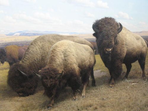 ♫ 3 Buffalo Gals go round the outside ♪