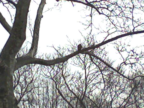 Hawk in the center of the photo